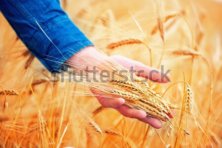 Trigo mão campo de trigo céu sol natureza Foto stock © tycoon
