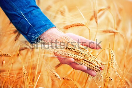 Foto stock: Trigo · mano · campo · de · trigo · cielo · sol · naturaleza