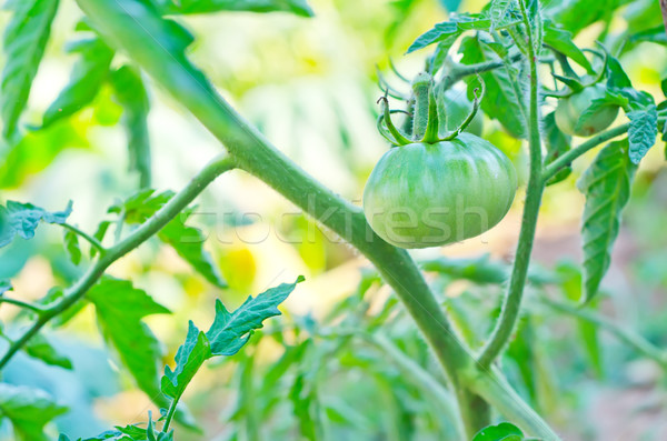 Zöld paradicsom textúra étel egészség háttér Stock fotó © tycoon
