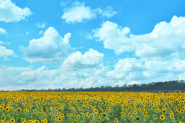 sunflower field Stock photo © tycoon