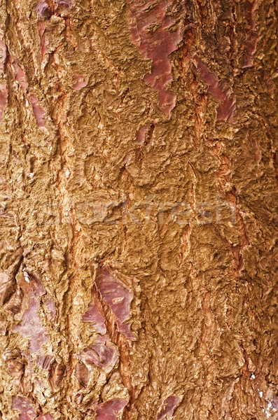 Textura de madera madera diseno fondo oscuro seguro Foto stock © tycoon