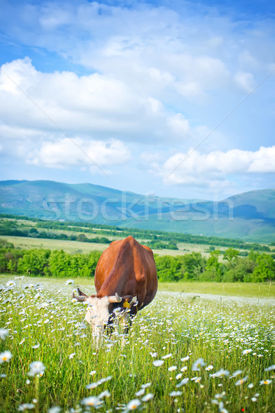 caws in field Stock photo © tycoon