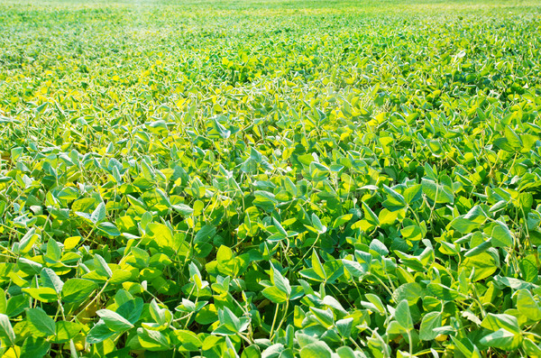 bean field Stock photo © tycoon