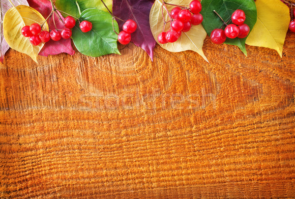 Otono rojo Berry color hojas de otoño madera Foto stock © tycoon