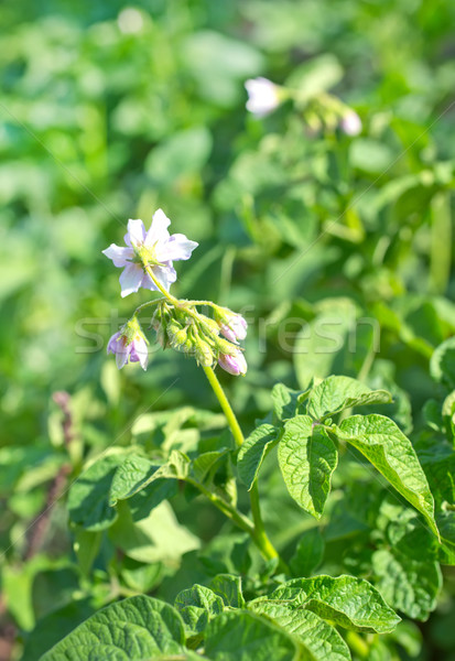 plant in garden Stock photo © tycoon