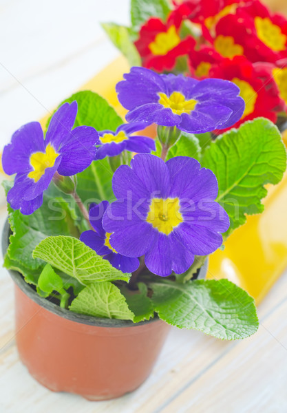 Primula Stock photo © tycoon