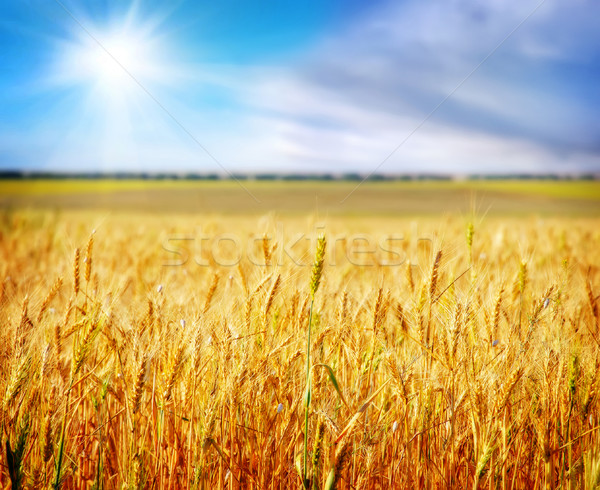 wheat and sky Stock photo © tycoon