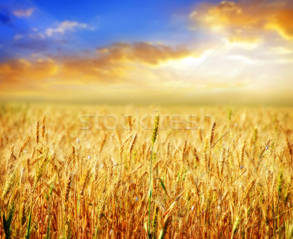 Stock foto: Weizen · Himmel · Essen · glücklich · Licht · Sommer