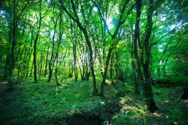 forest Stock photo © tycoon