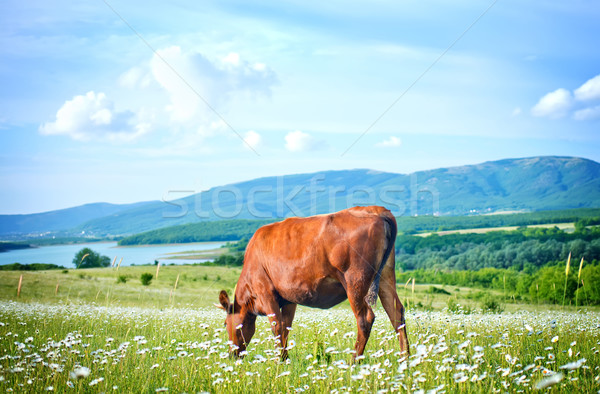 nature Stock photo © tycoon