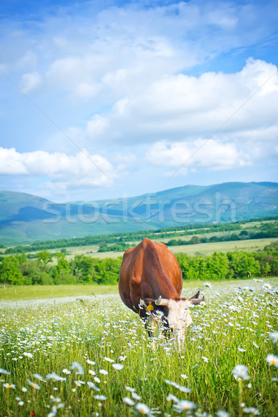 caws in field Stock photo © tycoon