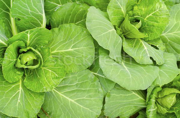 [[stock_photo]]: Chou · nature · fond · ferme · salade · usine