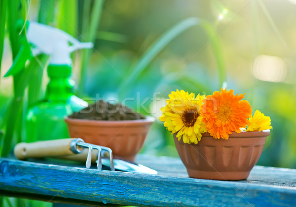 Foto d'archivio: Giardino · strumenti · fiori · tavolo · in · legno · legno · lavoro