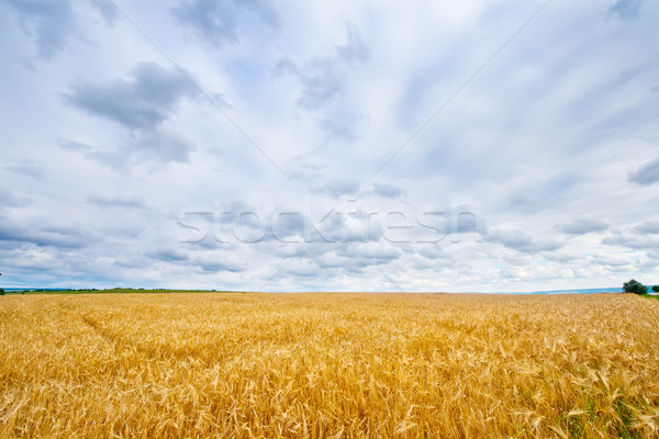 Grâu Blue Sky Ucraina cer Imagine de stoc © tycoon