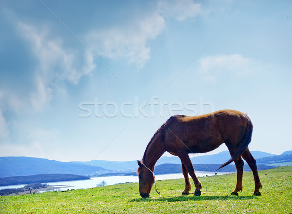 nature Stock photo © tycoon
