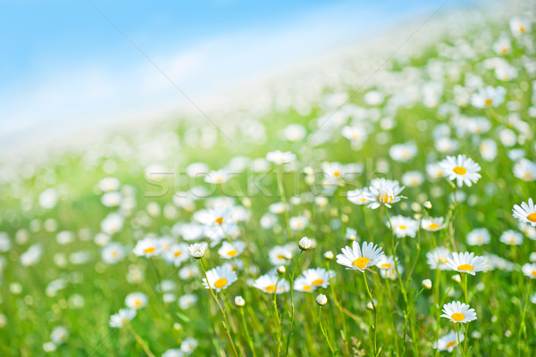 Bloemen veld blauwe hemel natuur tuin zomer Stockfoto © tycoon