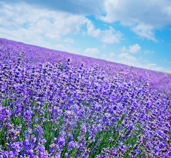 Nature champ de lavande printemps herbe route beauté [[stock_photo]] © tycoon