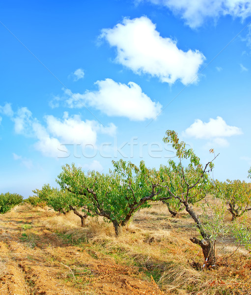 nature in crimea Stock photo © tycoon
