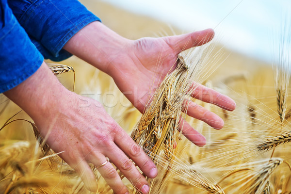 Trigo mano campo de trigo cielo sol naturaleza Foto stock © tycoon