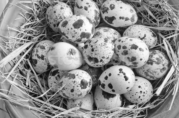 Eier Ostern Frühling Natur Ei Stock foto © tycoon