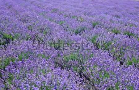 Без названия Stock photo © tycoon