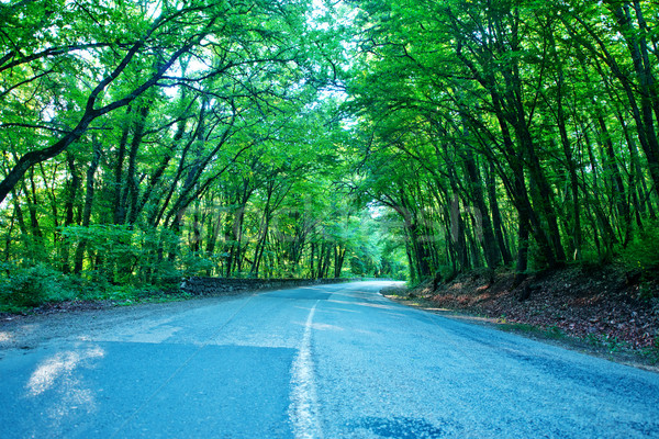 road in forest Stock photo © tycoon