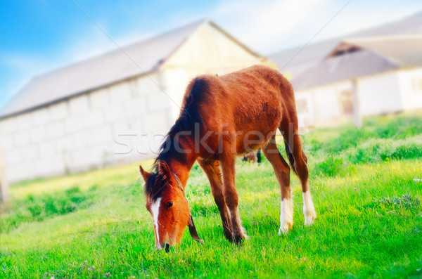 Stock photo: horse