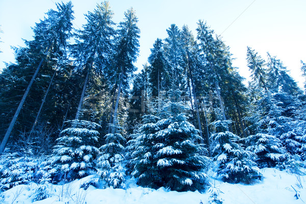 Inverno montagna neve Ucraina casa albero Foto d'archivio © tycoon