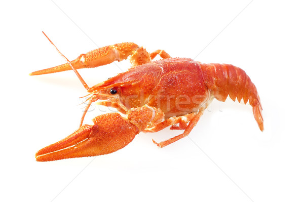 Stock photo: crawfish
