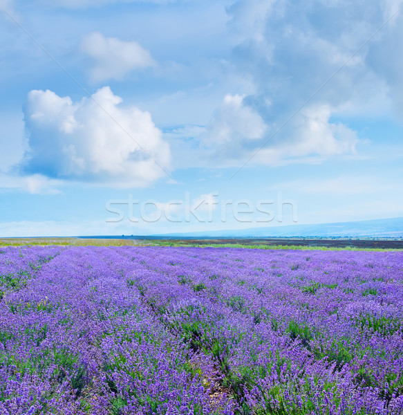 nature in Crimea Stock photo © tycoon