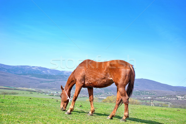 horse on field Stock photo © tycoon