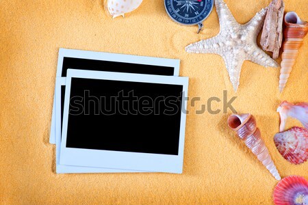 sea shells Stock photo © tycoon