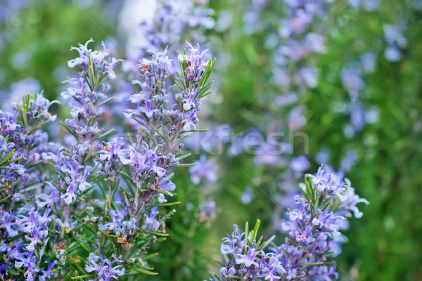 Foto stock: Natureza · alecrim · flor · primavera · medicina · planta
