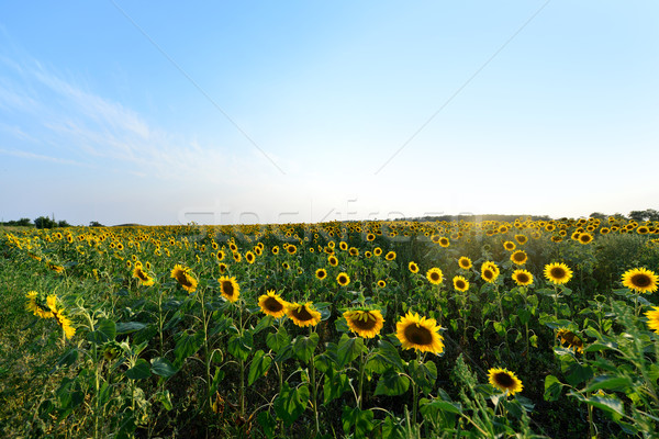 sunflower field Stock photo © tycoon