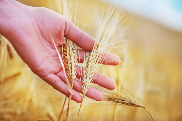 wheat Stock photo © tycoon