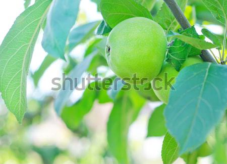 fig on tree Stock photo © tycoon