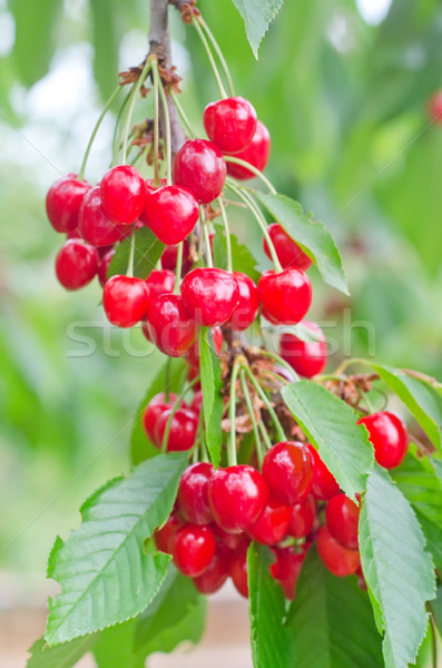 cherry on tree Stock photo © tycoon