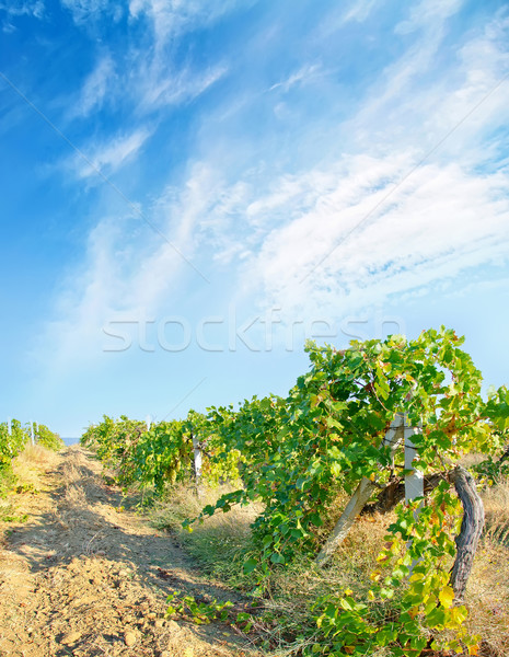 Nature in Crimea Stock photo © tycoon