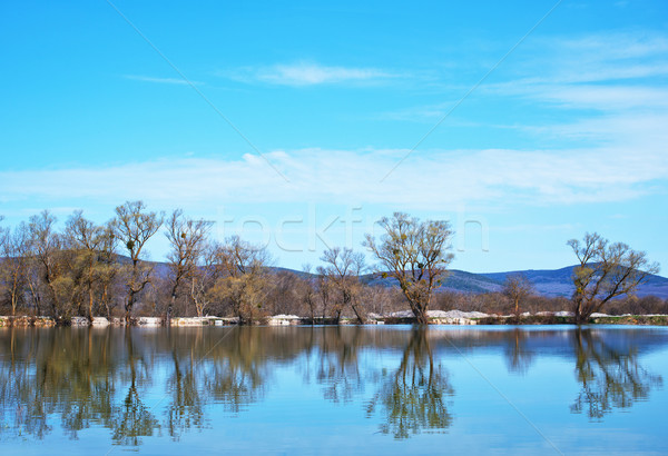 Сток-фото: озеро · лет · Blue · Sky · небе · дерево · весны