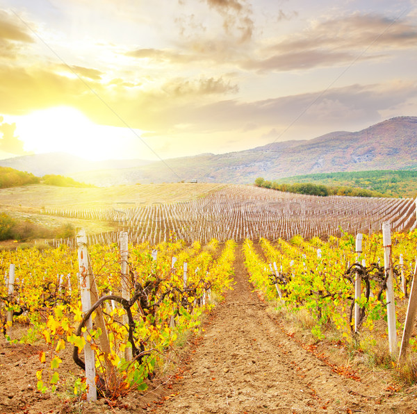 Vineyard in Crimea, mountain in Crimea Stock photo © tycoon