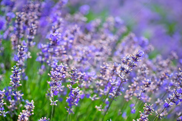 Nature champ de lavande printemps herbe route beauté Photo stock © tycoon