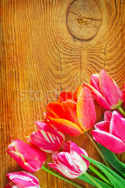 Tulipas páscoa flor textura amor projeto Foto stock © tycoon