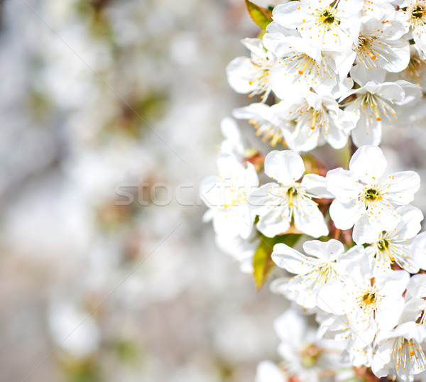 Stock photo: flowers