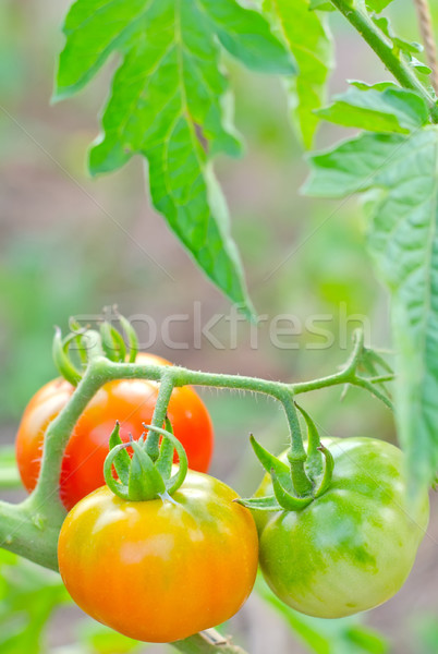 トマト キッチン フィールド ベッド 工場 ドロップ ストックフォト © tycoon