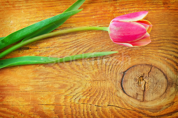 Tulipas flor textura amor projeto verde Foto stock © tycoon