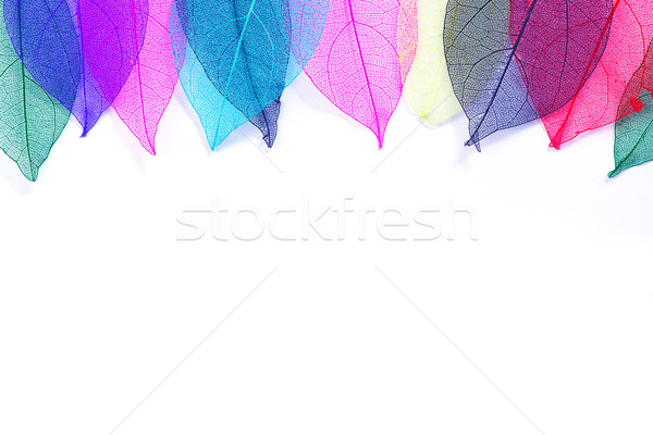 Stock foto: Makro · Blätter · Textur · Farbe · Tabelle