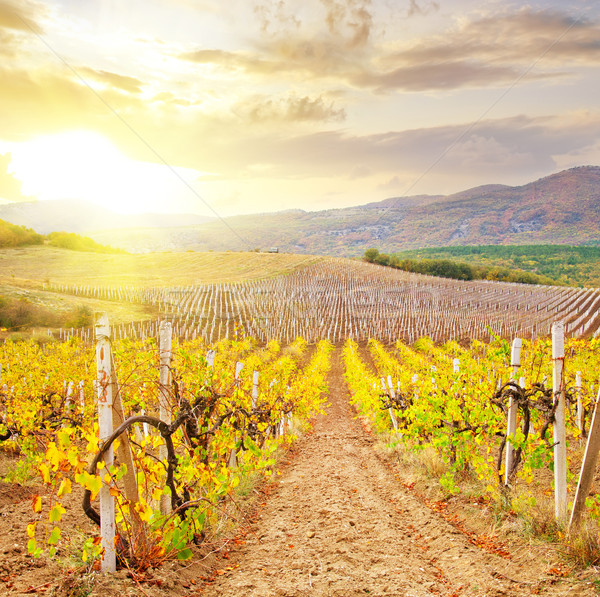 Vineyard in Crimea, mountain in Crimea Stock photo © tycoon