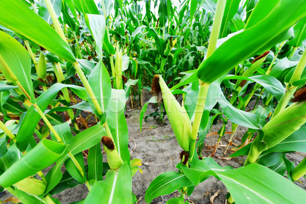 Beautiful green maize field Stock photo © tycoon