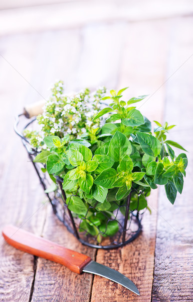 aroma herb Stock photo © tycoon