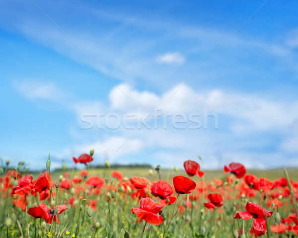 Pipacsok mező égbolt virág tavasz fű Stock fotó © tycoon
